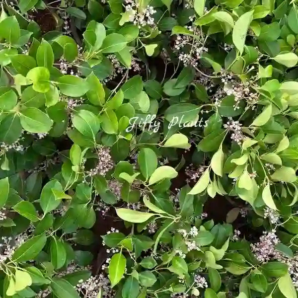 Medinilla Mindorensis Rare Plant