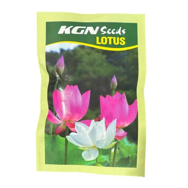 Lotus - Seeds