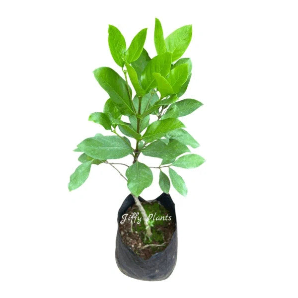 Portlandia Grandiflora, Jamaican Bell Flower - Rare
