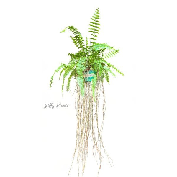 Macho Fern (Nephrolepis Biserrata) Giant Fern