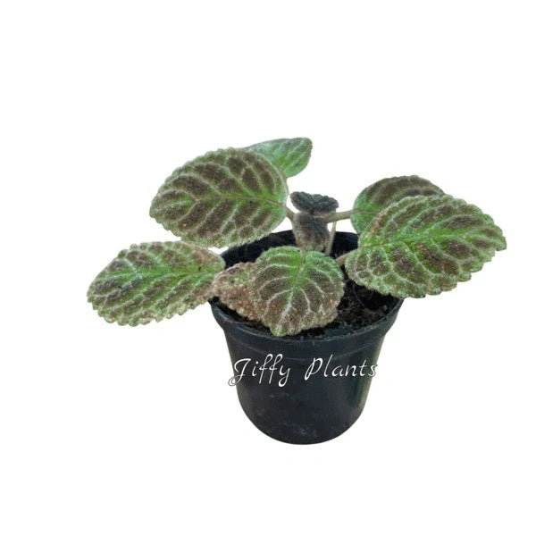 Episcia Black Phantom - Red Flower