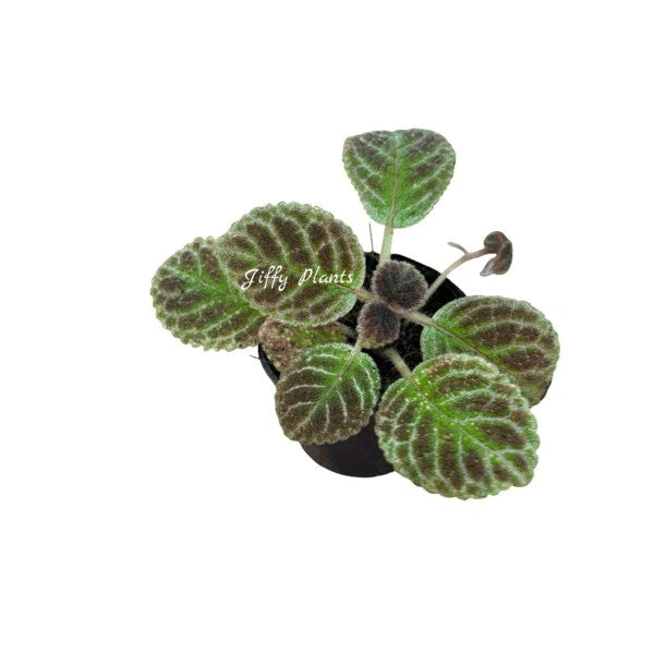 Episcia Black Phantom - Red Flower