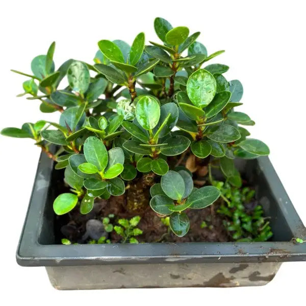 Ficus Microcarpa Compacta Bonsai