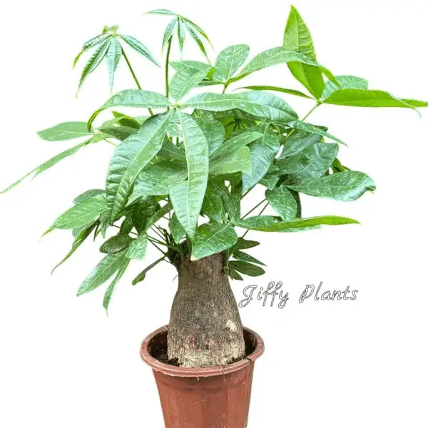 Pachira aquatica - Thick Trunk - Bonsai