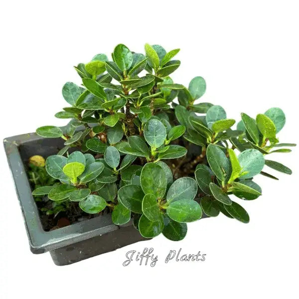 Ficus Microcarpa Compacta Bonsai