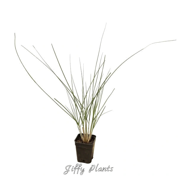 Fountain Grass- Dwarf Fountain Grass 'Hameln'