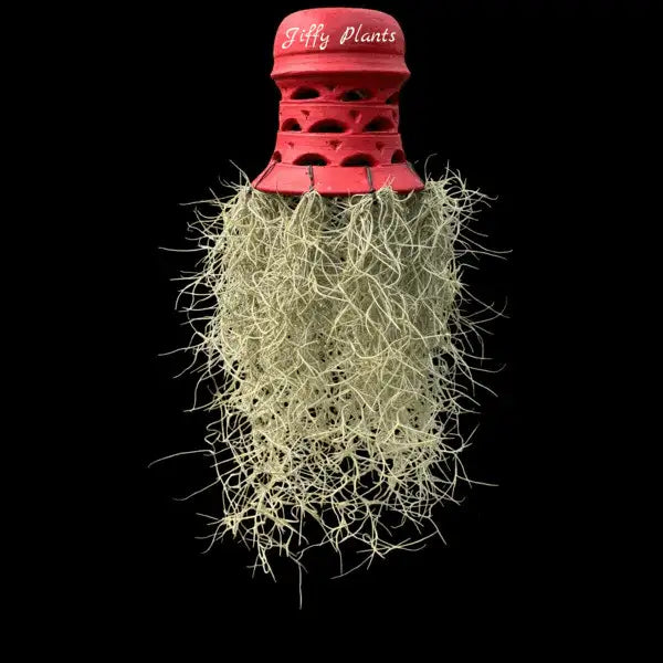 Spanish Moss Air Plant - BIG