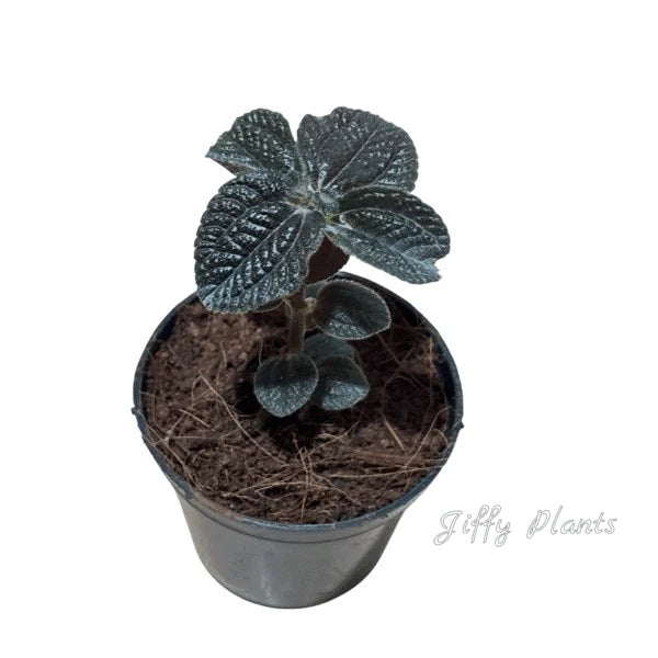 Pilea Repens, Black Panamiga