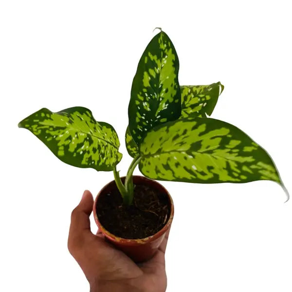 dieffenbachia cheetah Dieffenbachia Cheetah