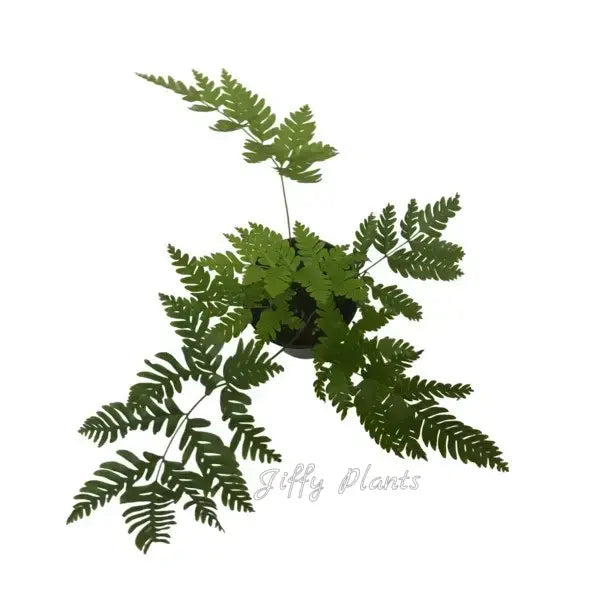 Pteris Wulaiensis Fern