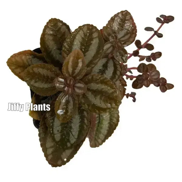 Pilea involucrata 'Norfolk' - Friendship Plant
