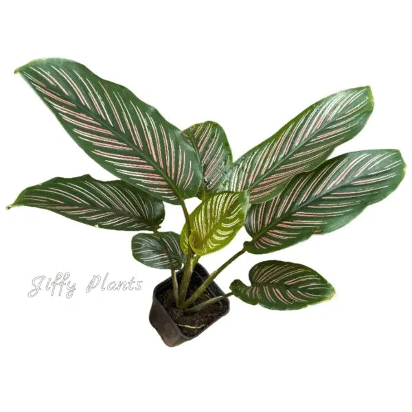 Calathea Majestica Roseo Lineata