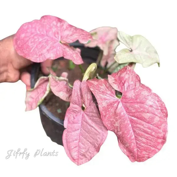 Syngonium Pink Venom - Very Rare