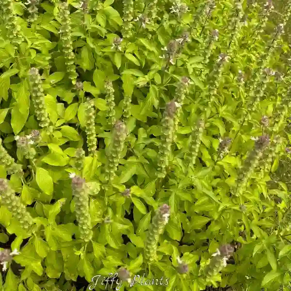Thai Basil, Tulasi Plant