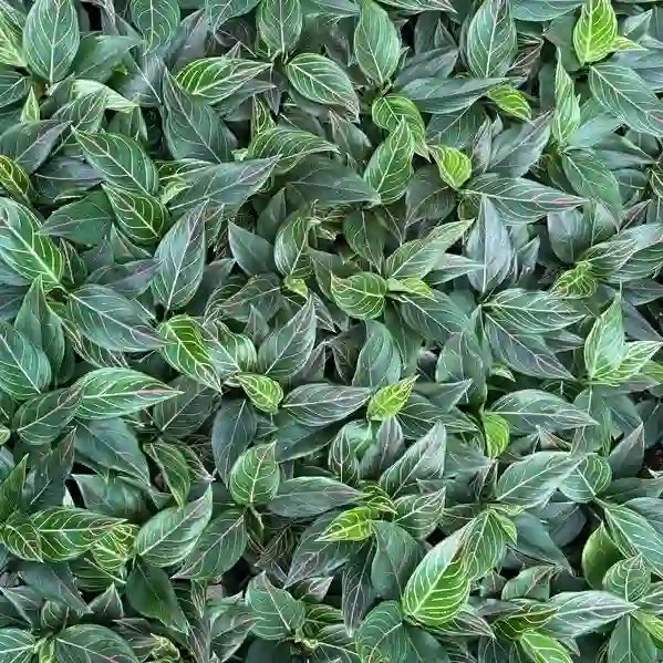 Aglaonema Red Vein, Rotundum Tiger
