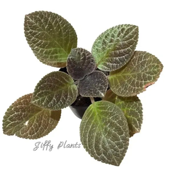 Episcia Check Bird - Red Flower