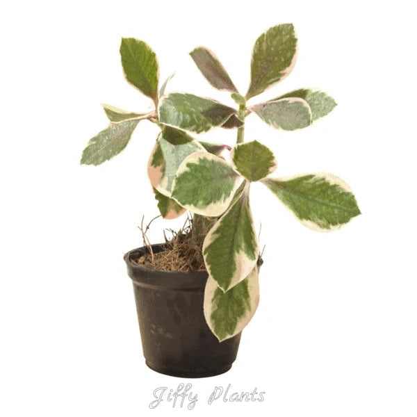 Baby Rubber Plant Tricolour, Pepperomia Obtusifolia