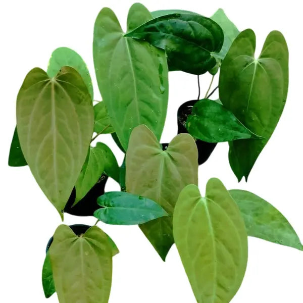 Anthurium Papillilaminum x Marmoratum - Rare