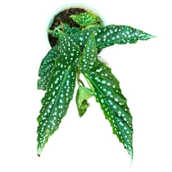 Begonia Maculata 'White Ice'