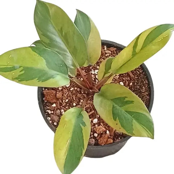 Philodendron Black Cardinal Variegated - Rare