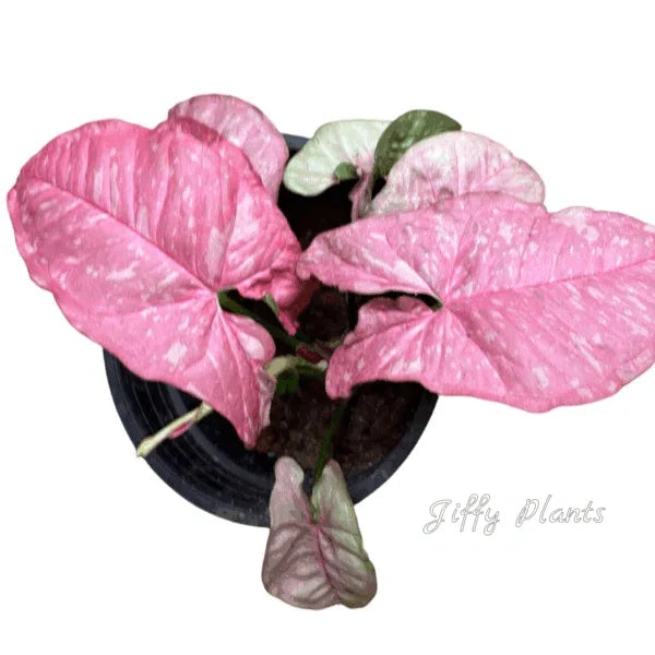 Syngonium Pink Venom - Very Rare
