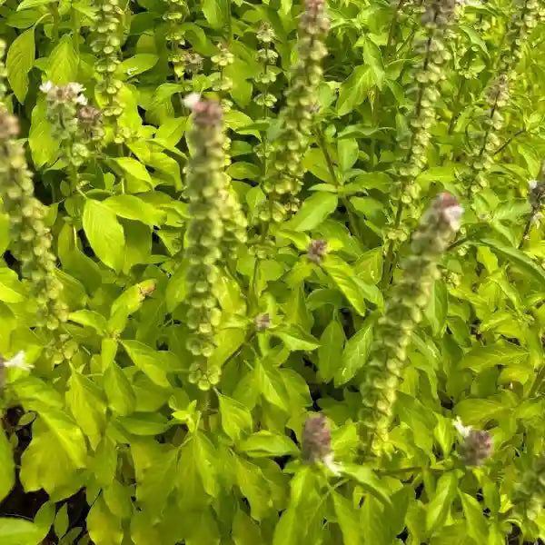 Thai Basil, Tulasi Plant