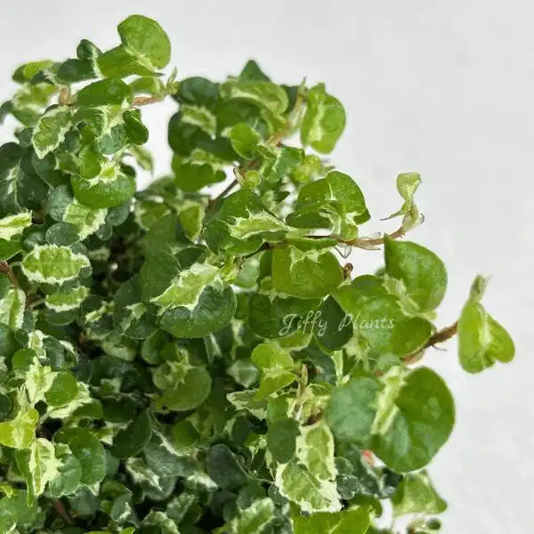 Ficus Pumila Curly Variegated