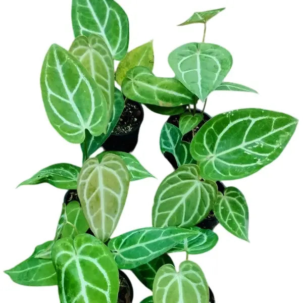 Crystallinum Hybrid - Rare