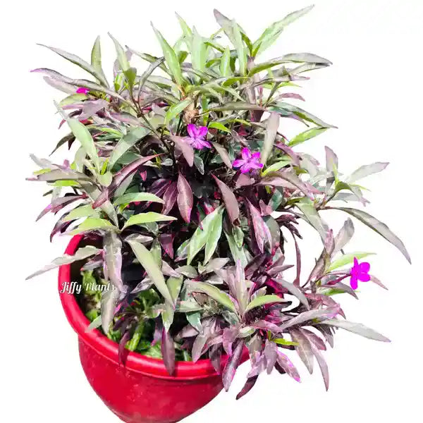 Barleria Obtusa Purple Gem Variegated Plant