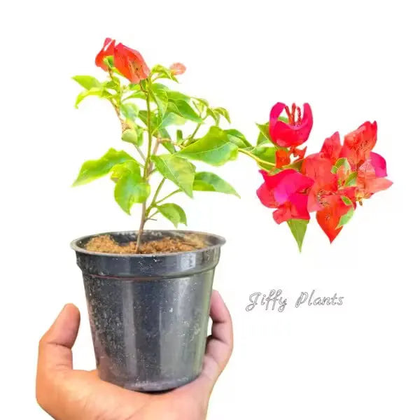 Bougainvillea 'Chilli Red'