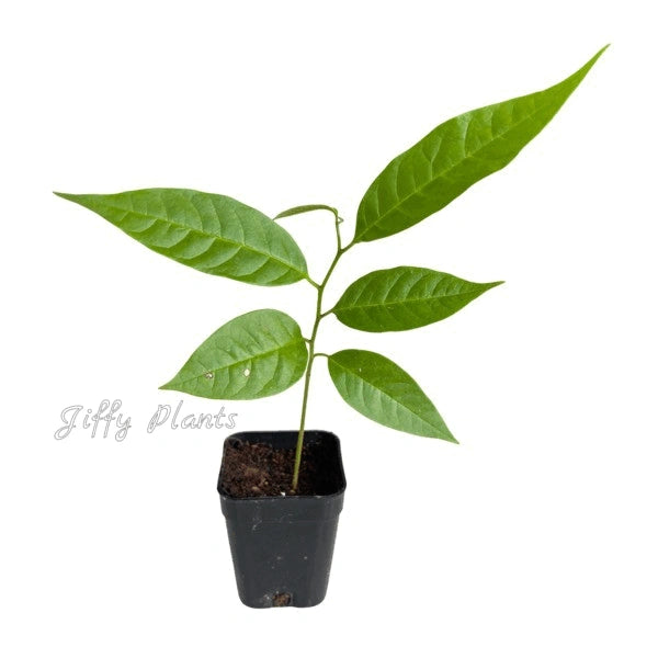 Red Custard Apple (Annona reticulata)