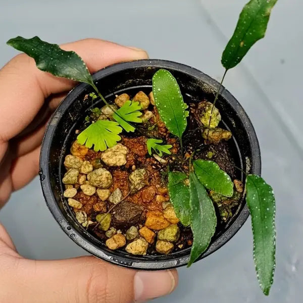 Selaginella ‘Pearl’