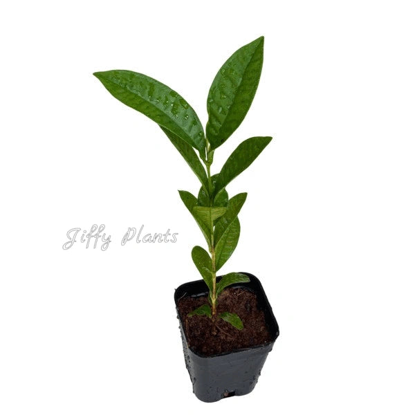 Rose Apple Chambakka, Jambaka Fruit Plant