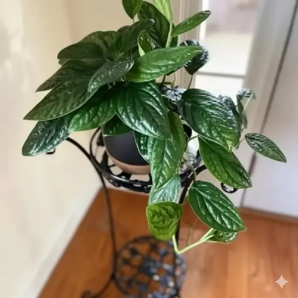 Monstera Peru plant
