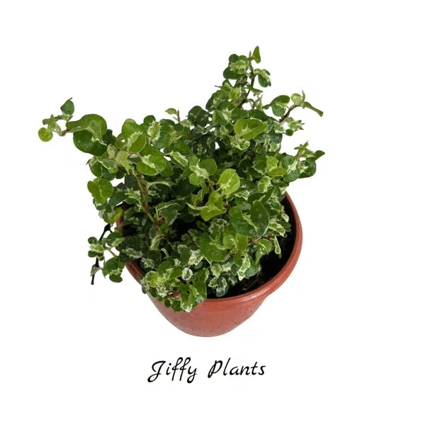 Ficus Pumila Curly Variegated