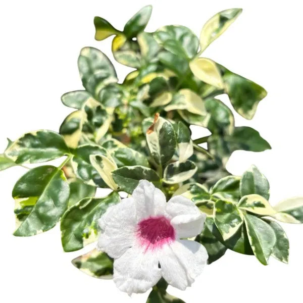 Variegated Tecoma Plant, Pandorea