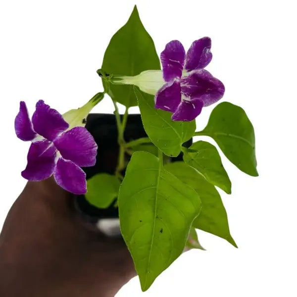 Asystasia gangetica | Chinese violet plant
