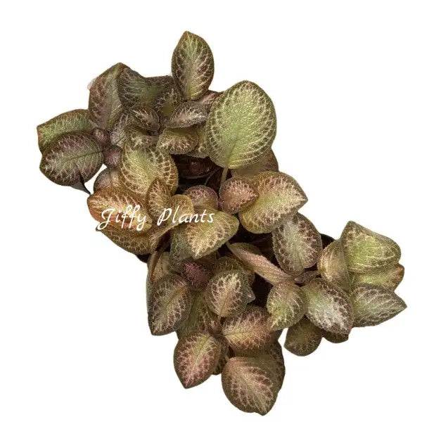 Episcia Silver Sheen - Red flower