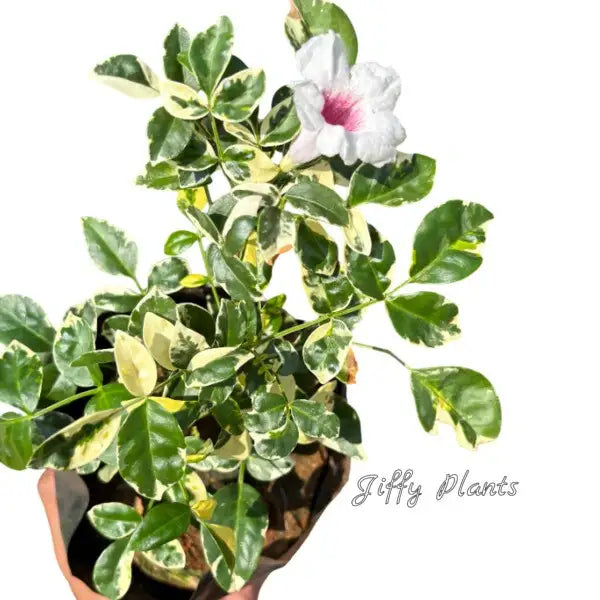 Variegated Tecoma Plant, Pandorea