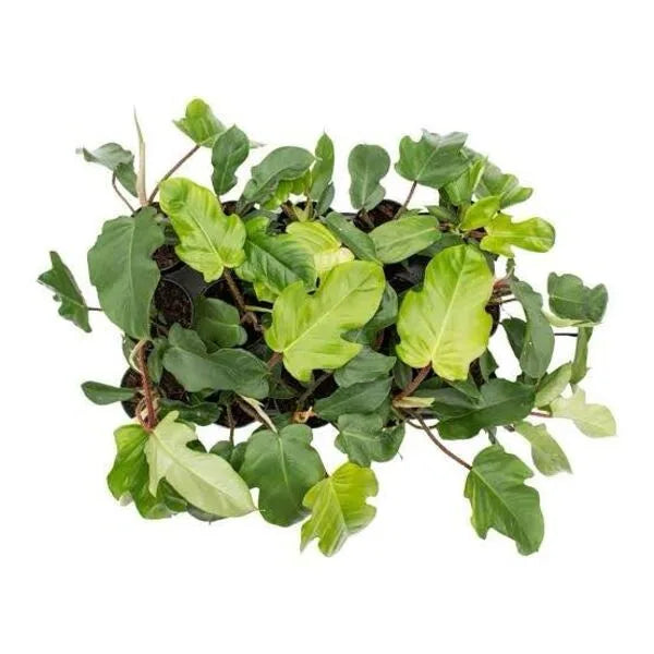 Philodendron Squamiferum, Red Bristle Philodendron