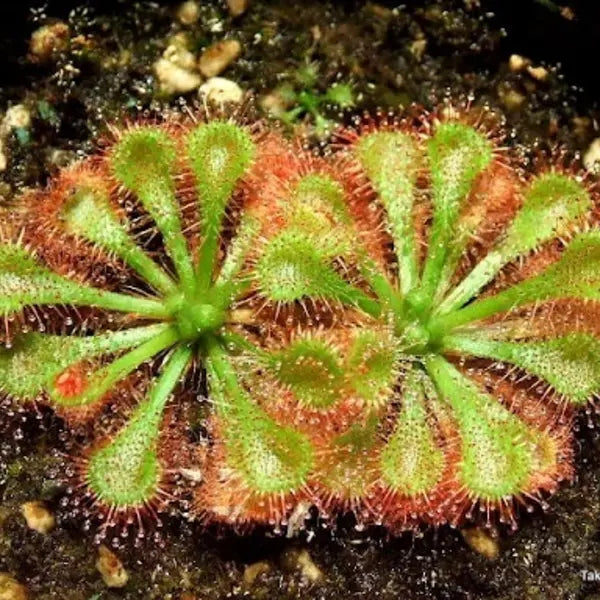 Drosera tokaiensis