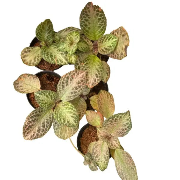 Episcia Blushing Lisa - Yellow Flower