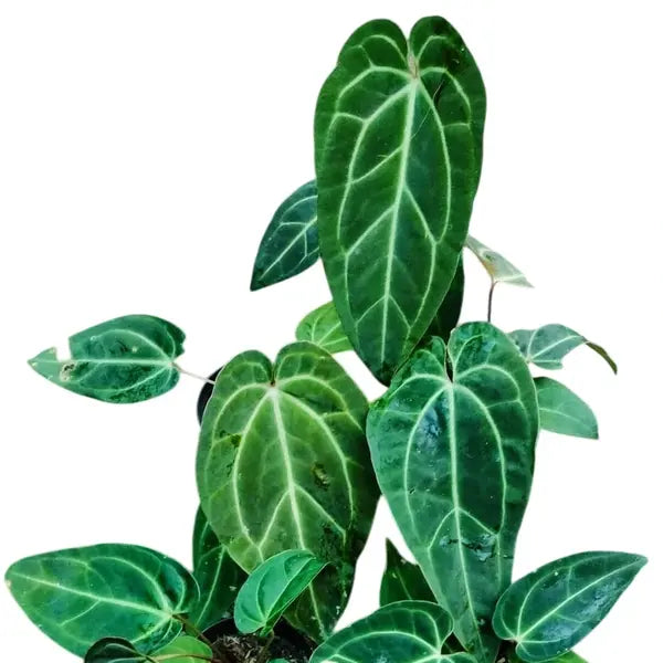 Anthurium Magnificum x Besseae aff - Rare