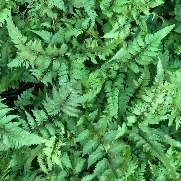 Japanese Painted Fern, Athyrium Niponicum