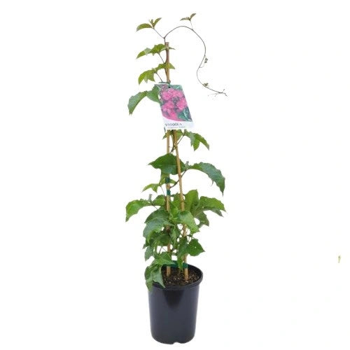 Cardinal Creeper, Ipomoea Horsfalliae