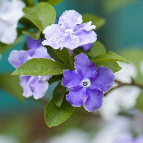 Yesterday today tomorrow/ Brunfelsia Pauciflora