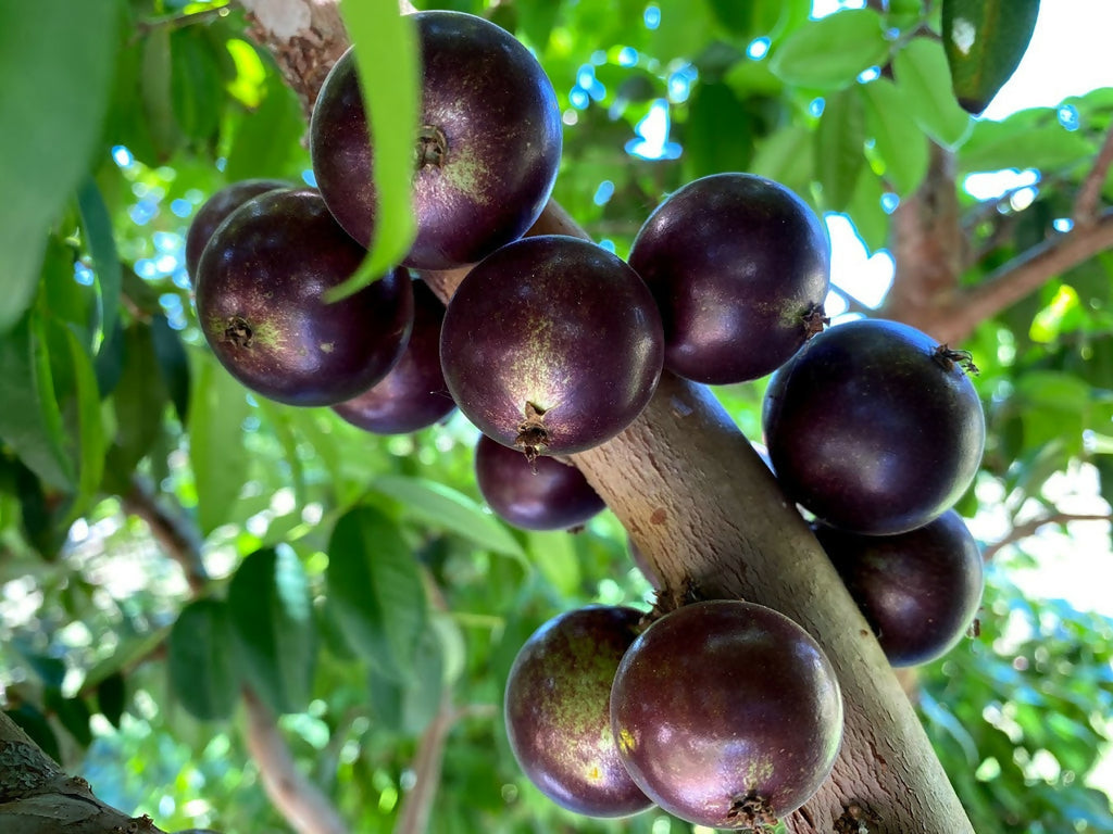Jaboticaba Grimal Fruit Plant (Brazilian Grape Tree, Jaboticabeira)