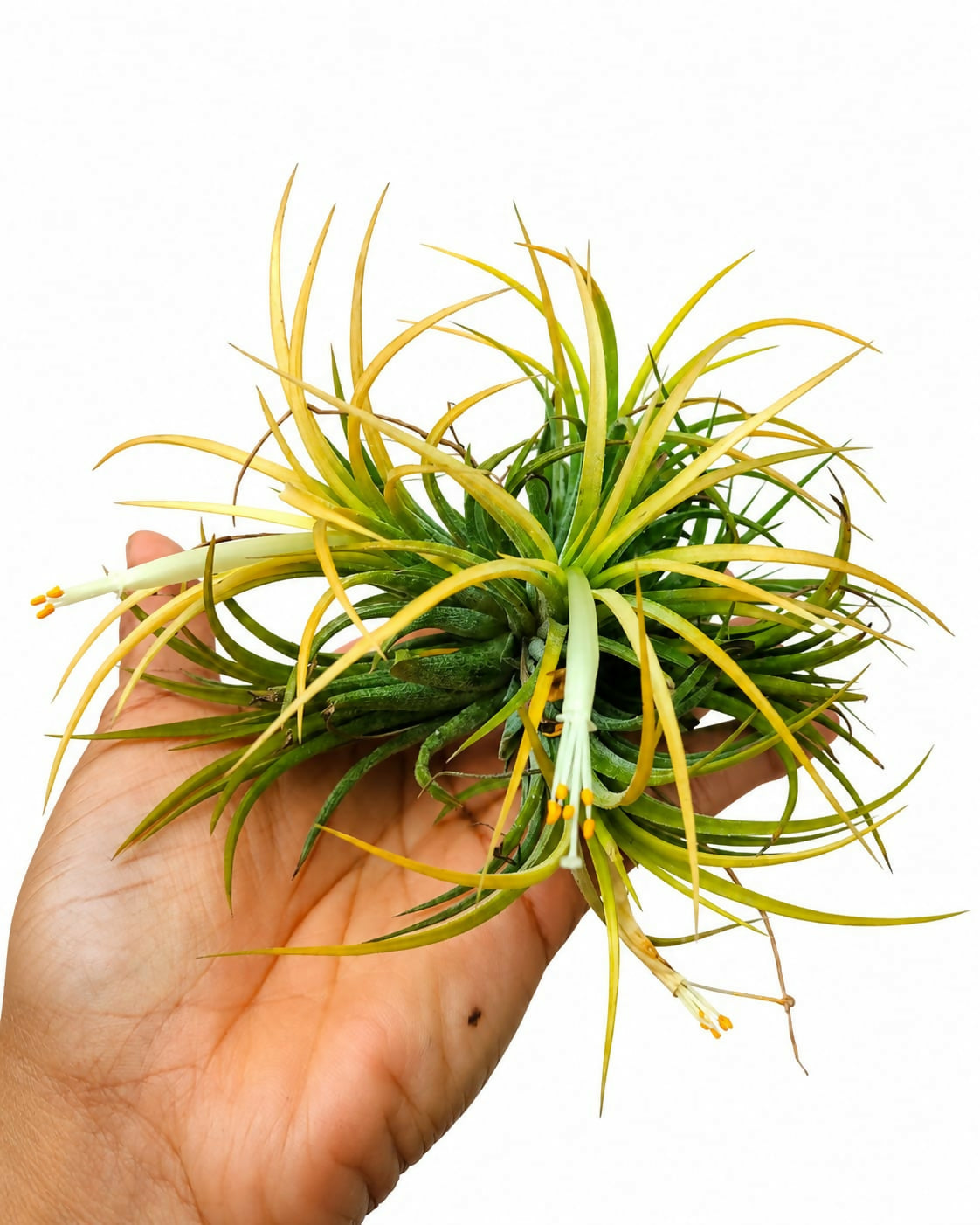 Tillandsia Ionantha Druid with flower – Peach-Yellow Air Plant - The Lush Flora
