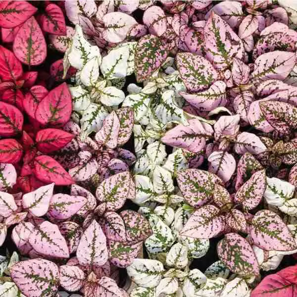 Polka Dot Plant 5 Varieties