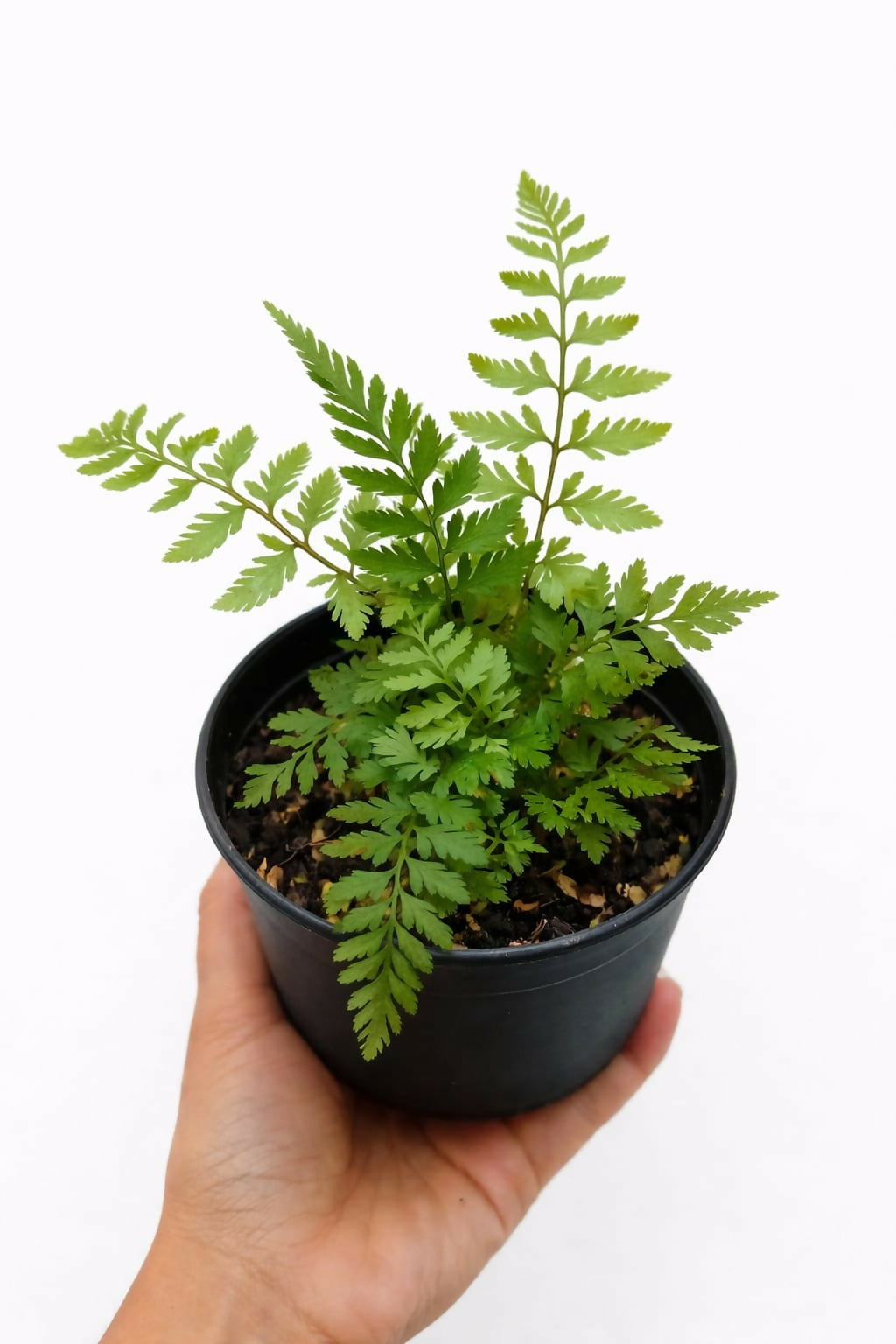 Japanese painted Fern